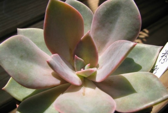 粉彩莲如何养殖：夏季留意遮阴通风，不能长期淋雨