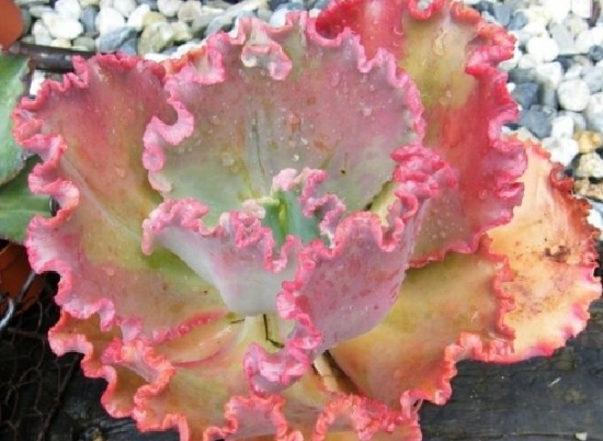 粉彩莲如何养殖：夏季留意遮阴通风，不能长期淋雨