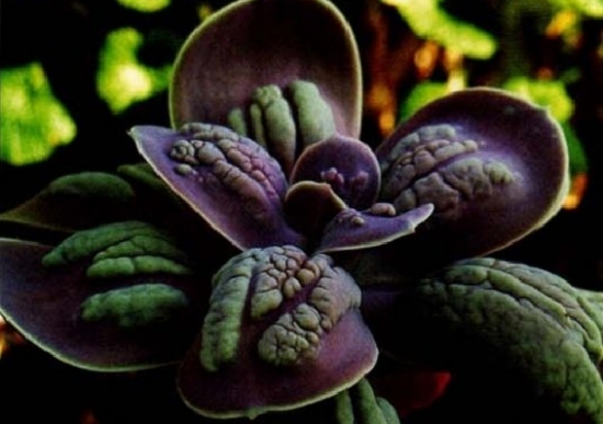 粉彩莲如何养殖：夏季留意遮阴通风，不能长期淋雨