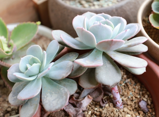 图说红粉台阁和蓝粉台阁的区别