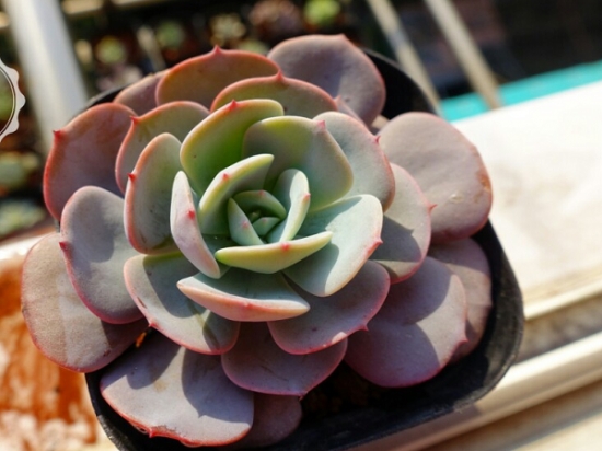 图说红粉台阁和蓝粉台阁的区别