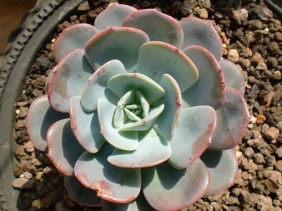 图说红粉台阁和蓝粉台阁的区别