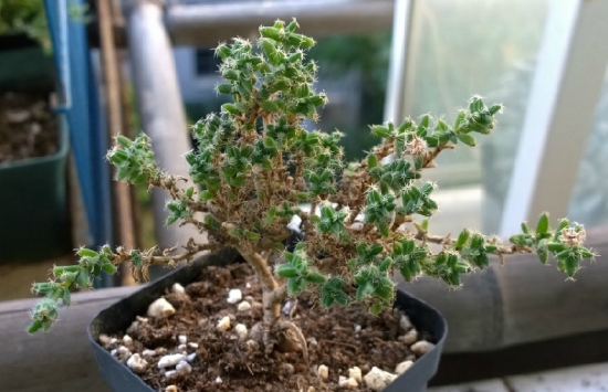 姬红小松的养殖办法：浇水是关键