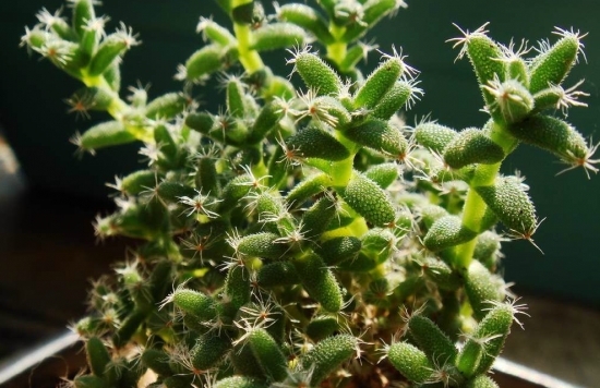 姬红小松的养殖办法：浇水是关键