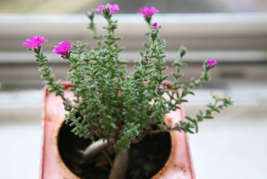 姬红小松的养殖办法：浇水是关键