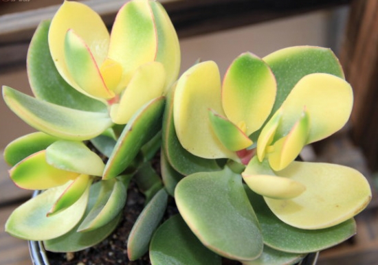 落日之雁的养殖办法：喜温暖干燥、阳光充足的环境