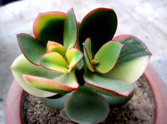 落日之雁的养殖办法：喜温暖干燥、阳光充足的环境