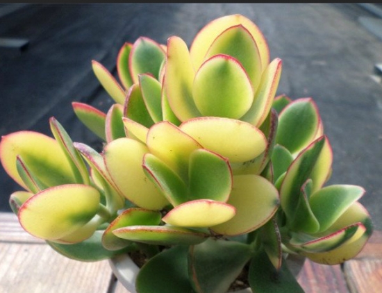 落日之雁的养殖办法：喜温暖干燥、阳光充足的环境