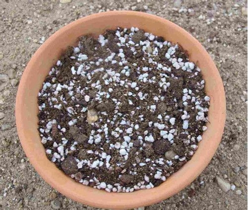 多肉植物播种基质 多肉植物养殖(从播种到成株)