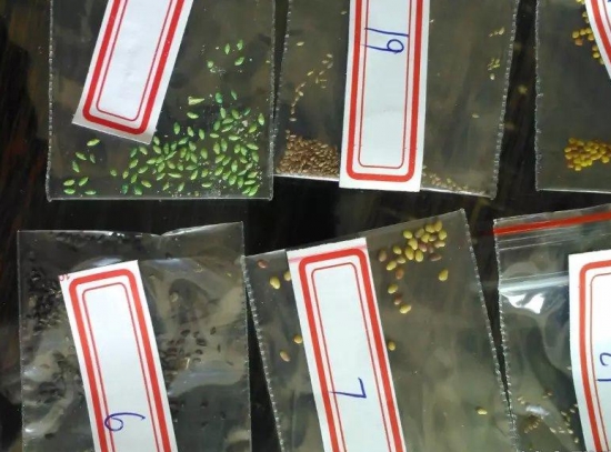 多肉良种选择 多肉植物养殖(从播种到成株)