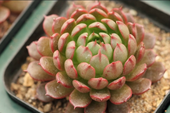 美尼月迫的养殖办法：喜温暖、干燥和阳光充足的环境