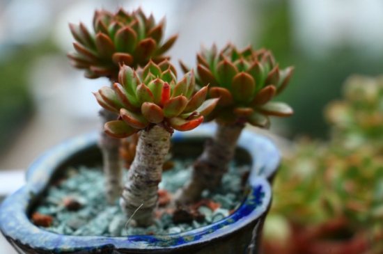 美尼月迫的养殖办法：喜温暖、干燥和阳光充足的环境