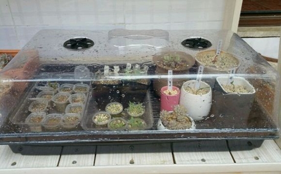 多肉植物闷养浅谈：闷养可短期内改善植物的状态,不能作为养殖常态