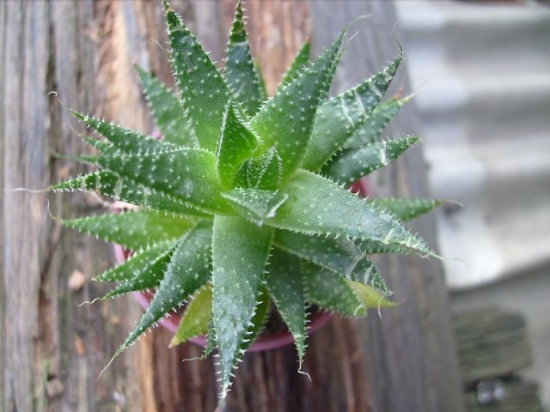 如何养殖波路：需要充分的阳光