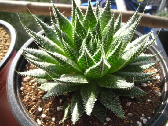 如何养殖波路：需要充分的阳光