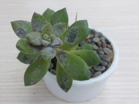 多肉植物烟煤病预防和治疗（经验篇）：物理隔离加化学药物喷施