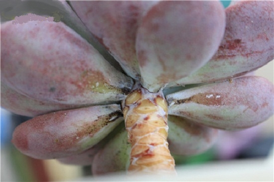 多肉植物烟煤病预防和治疗（经验篇）：物理隔离加化学药物喷施