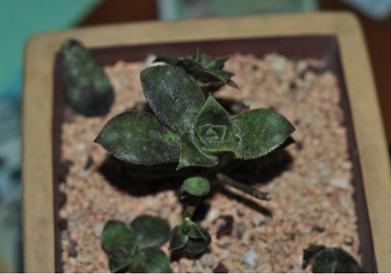 多肉植物烟煤病预防和治疗（经验篇）：物理隔离加化学药物喷施