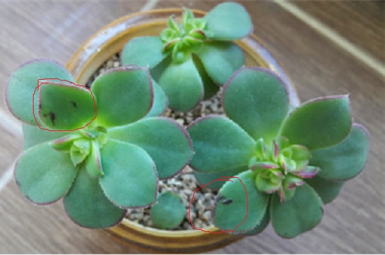 多肉植物烟煤病预防和治疗（经验篇）：物理隔离加化学药物喷施