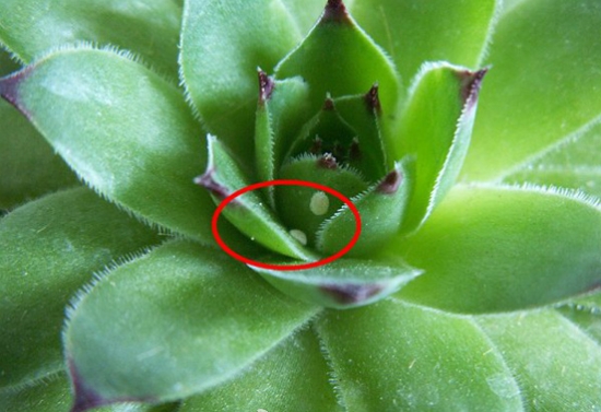 多肉植物如何预防和治疗介壳虫 多肉植物如何预防和治疗介壳虫(温室篇):以防为主,以杀为辅