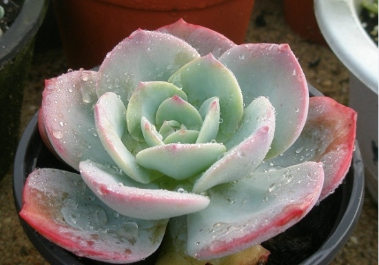 健康的多肉植物 多肉植物如何预防和治疗介壳虫(温室篇):以防为主,以杀为辅