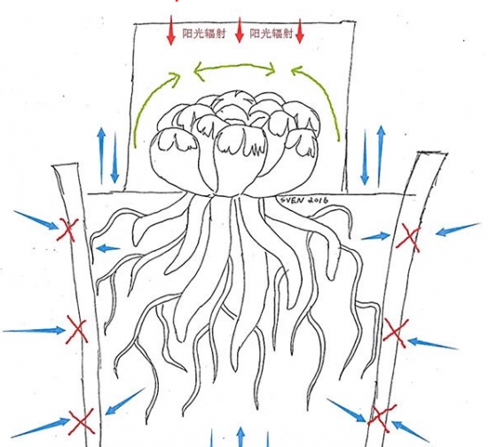 十二卷的闷养技巧：闷养技巧的具体介绍