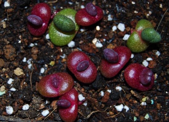 红帝玉的养殖办法：季节的变化需要不同的护养办法