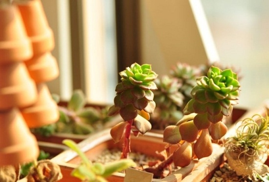 多肉植物徒长的原因：多肉植物徒长的原因分析及处理办法