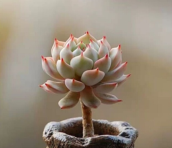 多肉植物徒长的原因：多肉植物徒长的原因分析及处理办法