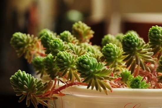 多肉植物徒长的原因：多肉植物徒长的原因分析及处理办法