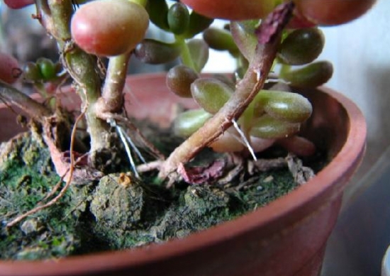 多肉植物如何发根（新手篇）：让肉肉安静的呆在一个稳定舒适的环境里