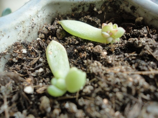 多肉植物如何发根（新手篇）：让肉肉安静的呆在一个稳定舒适的环境里