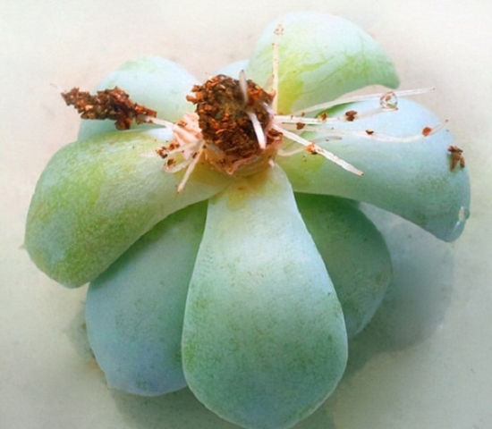 多肉植物如何发根（新手篇）：让肉肉安静的呆在一个稳定舒适的环境里