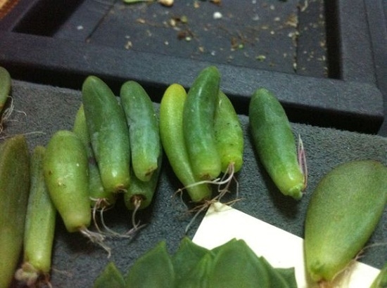 多肉植物如何发根（新手篇）：让肉肉安静的呆在一个稳定舒适的环境里