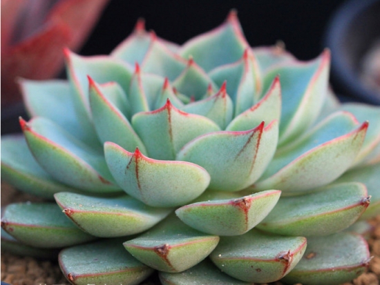 多肉法比奥拉的养殖办法：喜阳光充足和凉爽、干燥的环境