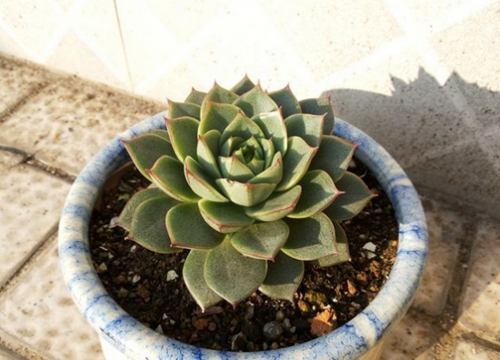 多肉法比奥拉的养殖办法：喜阳光充足和凉爽、干燥的环境