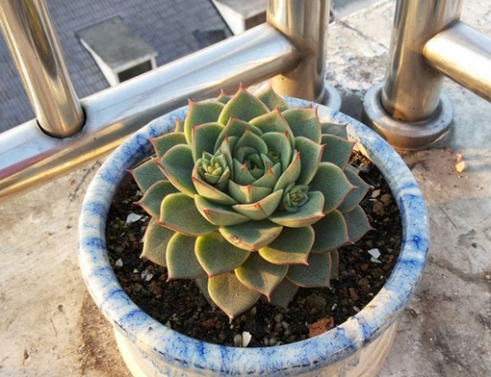 多肉法比奥拉的养殖办法：喜阳光充足和凉爽、干燥的环境