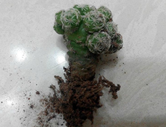 多肉要如何发根：使用河沙种植