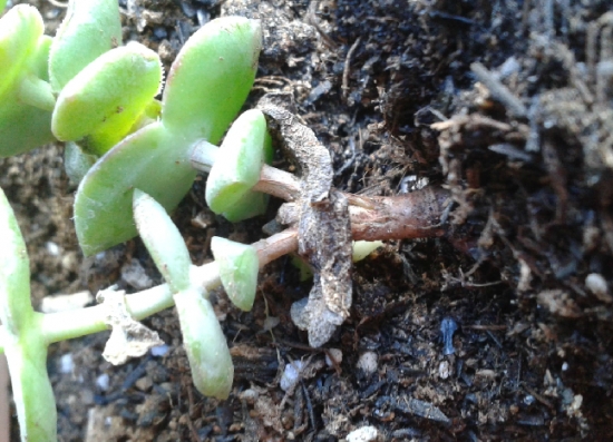 多肉要如何发根：使用河沙种植