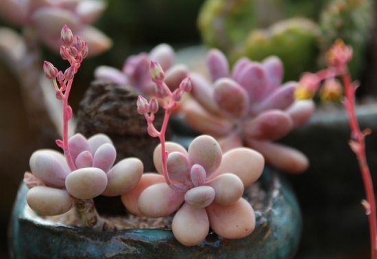 多肉如何度夏：分多肉的属性、光照、浇水、病虫害等方面讲述