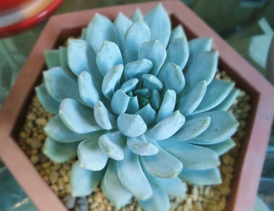 多肉如何度夏：分多肉的属性、光照、浇水、病虫害等方面讲述