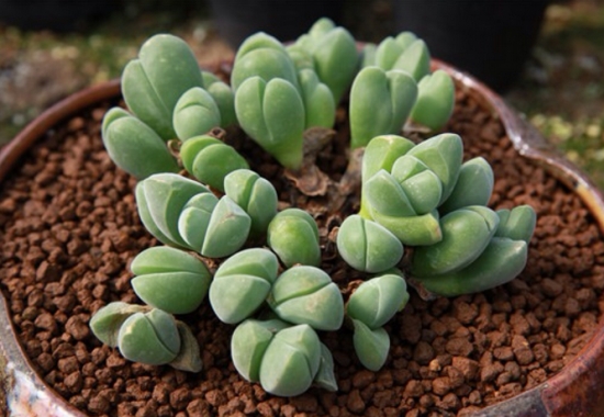 多肉如何度夏：分多肉的属性、光照、浇水、病虫害等方面讲述