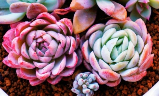 多肉如何度夏：分多肉的属性、光照、浇水、病虫害等方面讲述