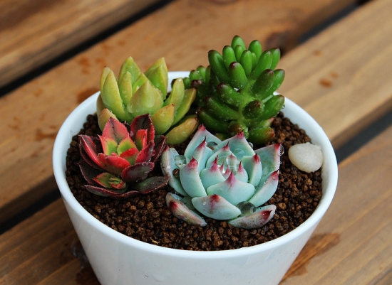 多肉如何度夏：分多肉的属性、光照、浇水、病虫害等方面讲述