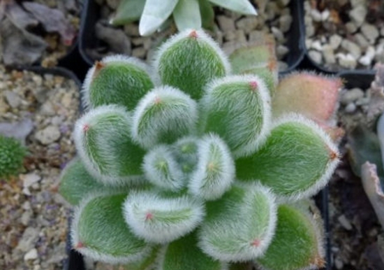 多肉锦司晃的养护办法：喜温暖、阳光充足的环境