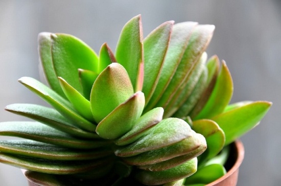 什么是火祭锦：火祭锦就是出状态后的火祭,也称火祭之光