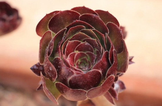 黑法师休眠期的养护办法：减少水量、忌暴晒、留意通风