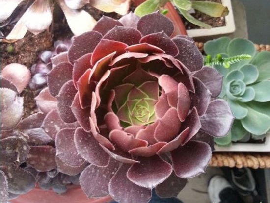 黑法师休眠期的养护办法：减少水量、忌暴晒、留意通风