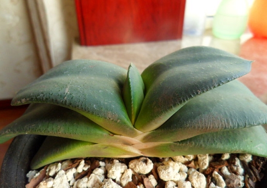 多肉卧牛如何养殖：卧牛喜通风、阳光充足和空气湿润的环境