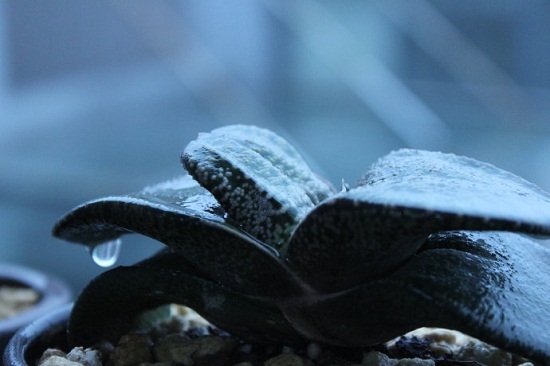 多肉卧牛如何养殖：卧牛喜通风、阳光充足和空气湿润的环境